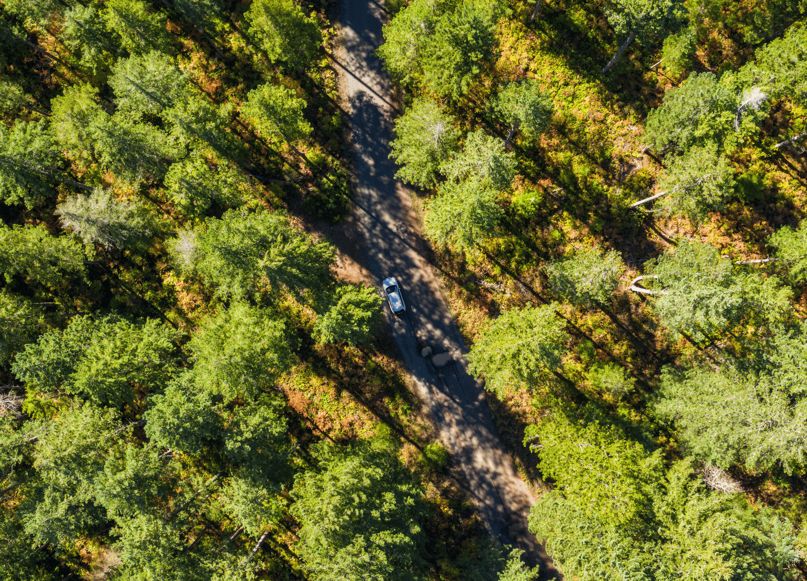 A car driving through a forest